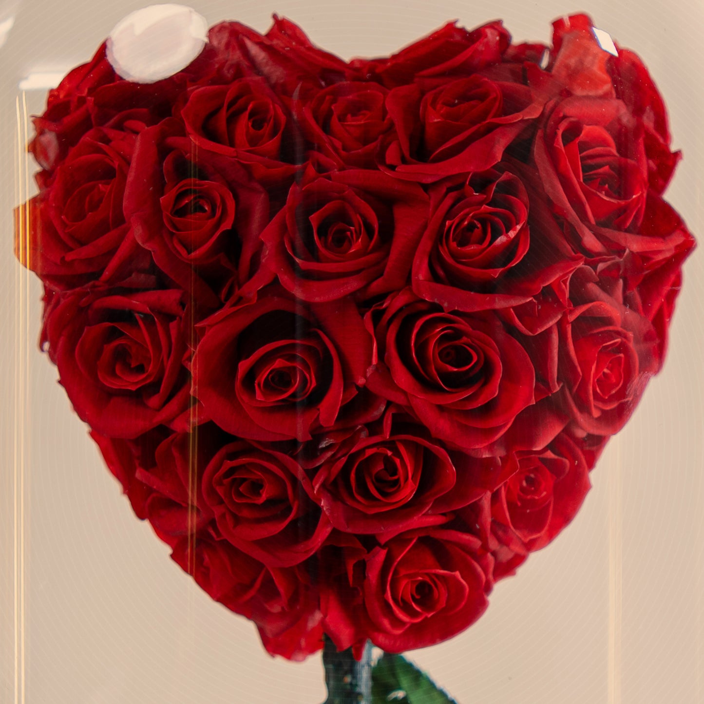 Forever rose red heart