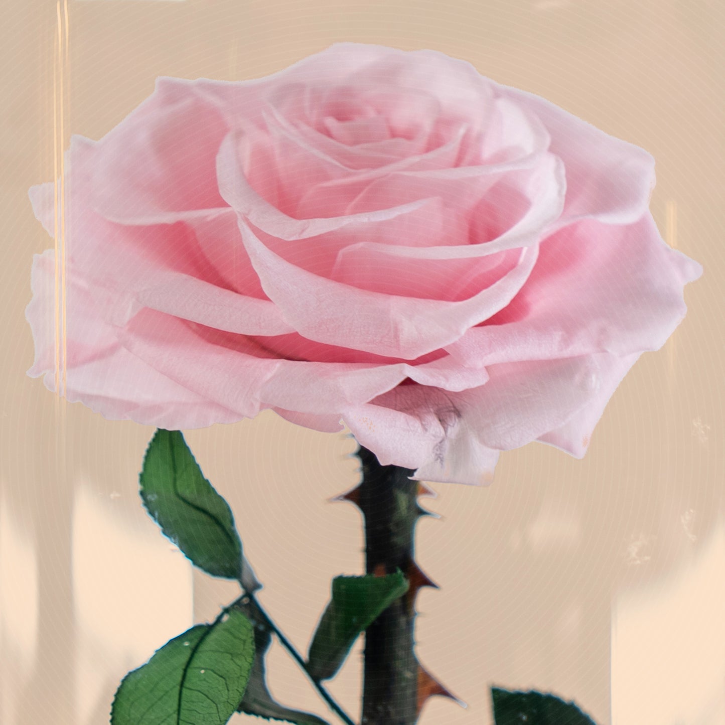Forever Rose Pink