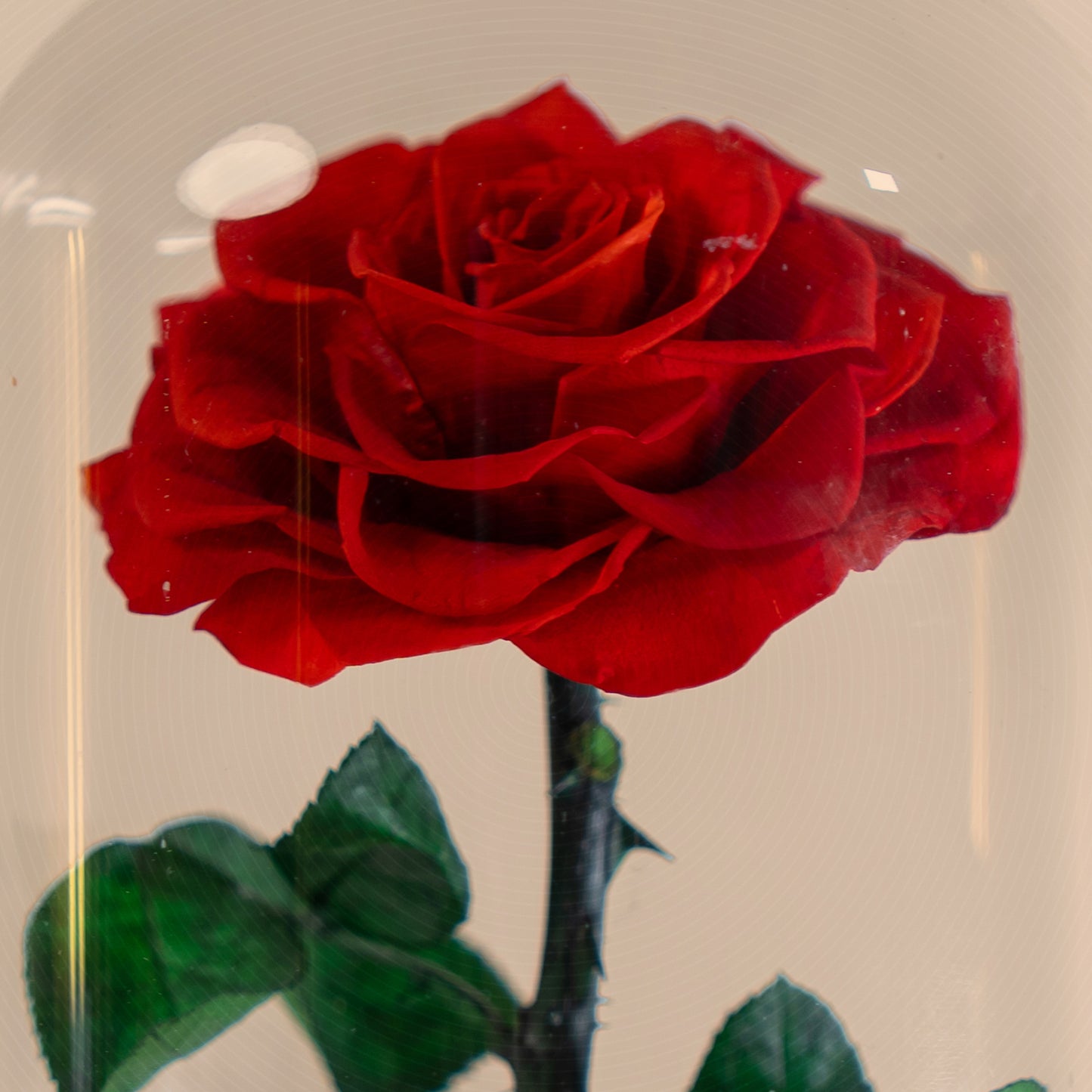 Forever Rose Red