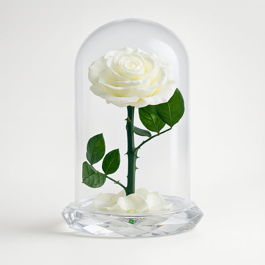 ⁠Forever Rose White