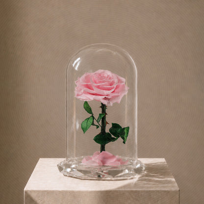 ⁠Forever Rose Pink
