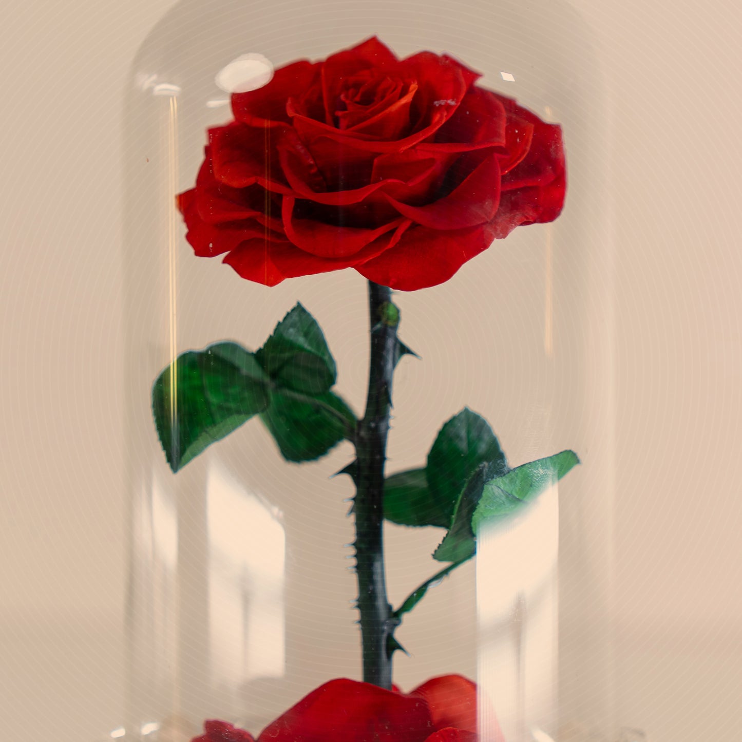 Forever Rose Red