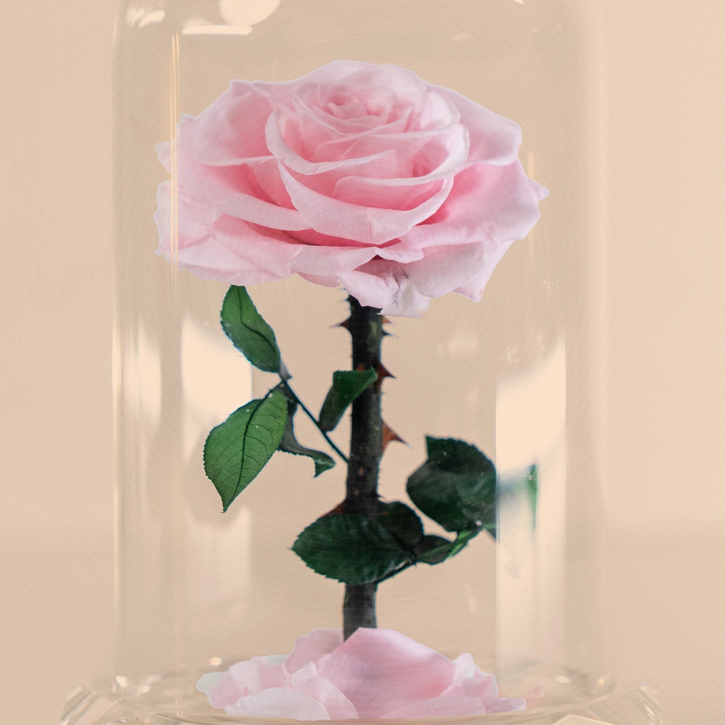 ⁠Forever Rose Pink