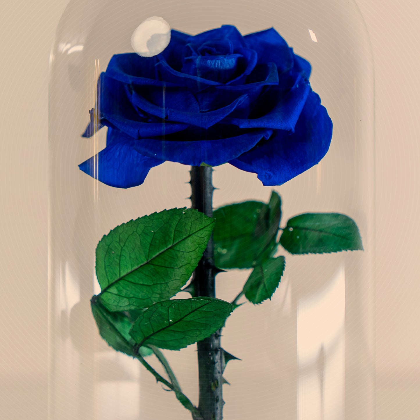 ⁠Forever Rose Blue