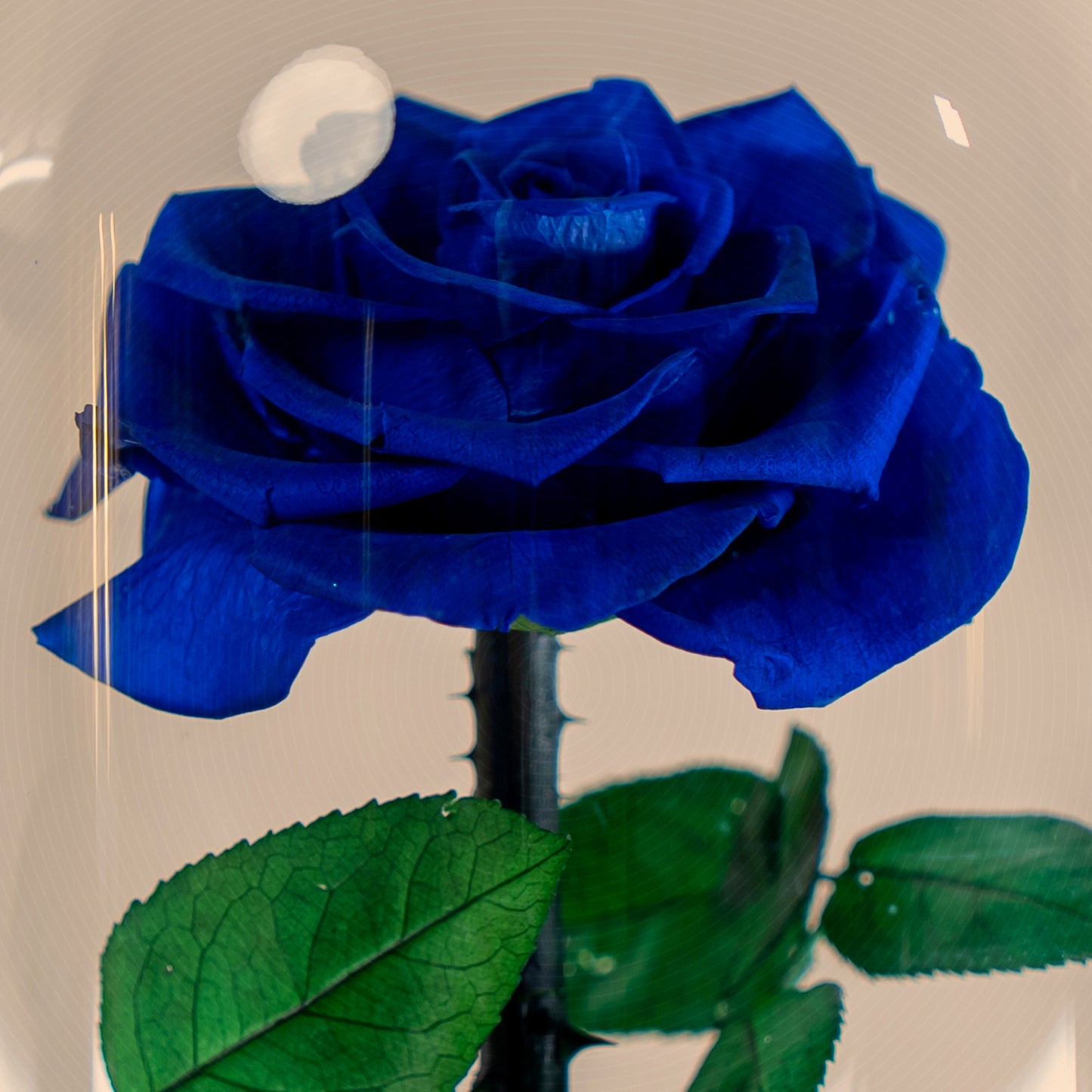⁠Forever Rose Blue