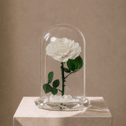 ⁠Forever Rose White