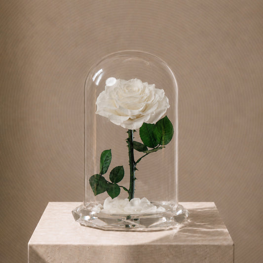 ⁠Forever Rose White
