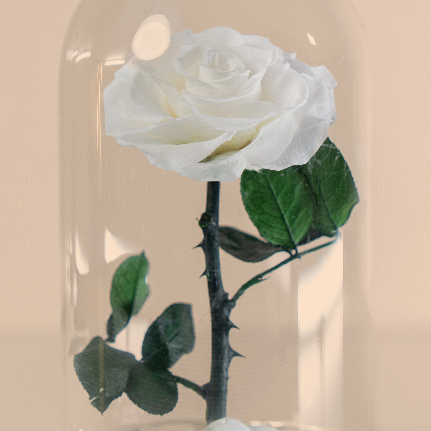 ⁠Forever Rose White