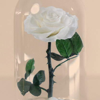 ⁠Forever Rose White