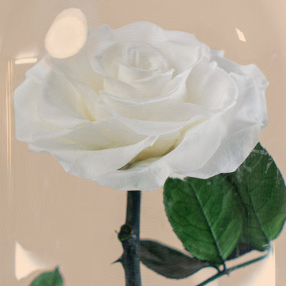 ⁠Forever Rose White