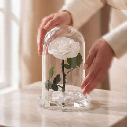 ⁠Forever Rose White